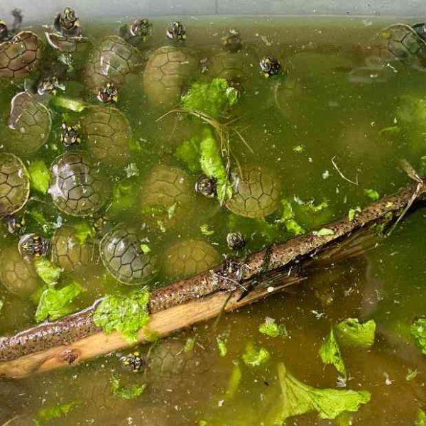 ‘Go be happy’: Thousands of baby river turtles released in Peruvian jungle