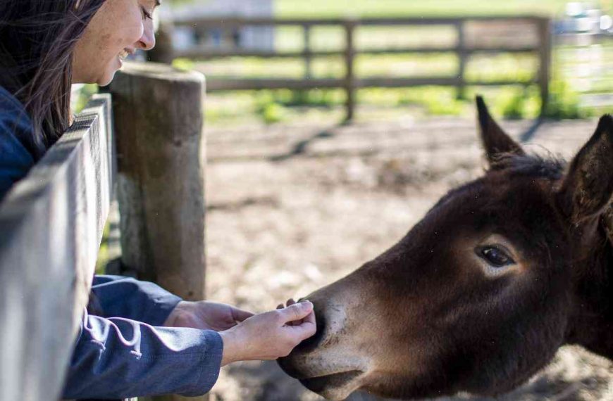 The Donkey Sanctuary of Canada: The story behind Canada’s oldest fundraiser