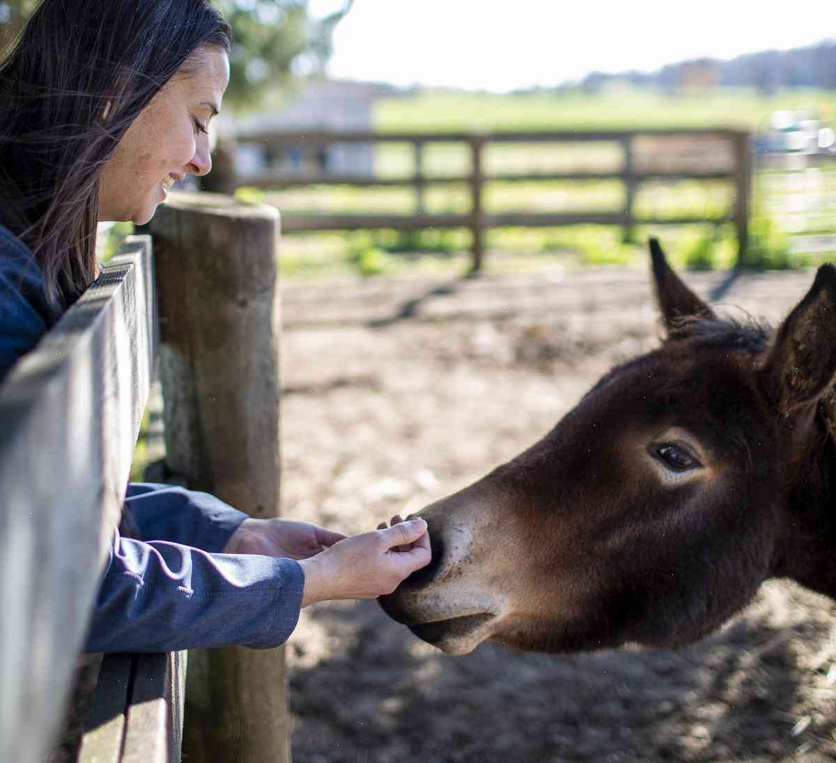 The Donkey Sanctuary of Canada: The story behind Canada's oldest fundraiser